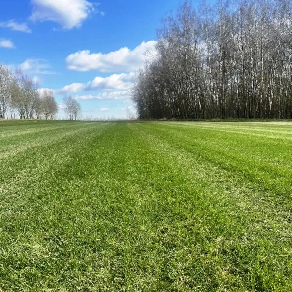 Рулонный газон на полях Трава в питомнике