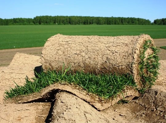 Рулонный газон на полях Газон в питомнике