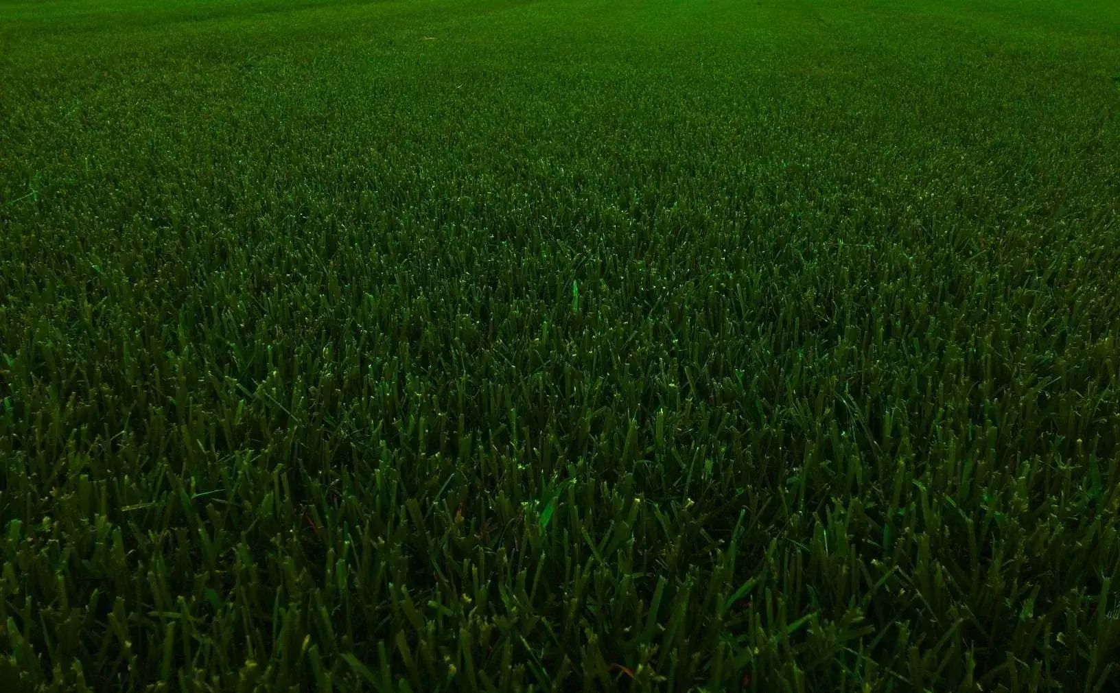 Газон на производственных полях Выращивание газона в питомнике